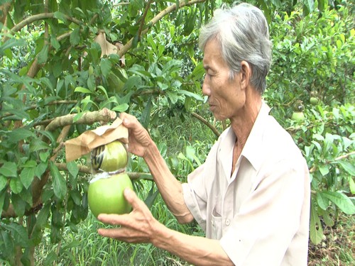 Des fruits «stylisés», pourquoi pas? - ảnh 2