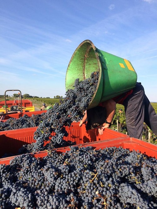 Le vin, c’est la culture, la convivialité, l’échange mais aussi la transmission... - ảnh 6