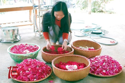  «Mignonne, allons voir si la rose…» - ảnh 2