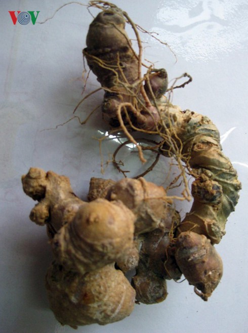 Développer durablement le ginseng de Ngoc Linh - ảnh 1