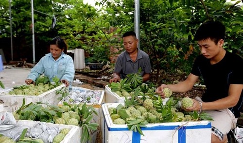 Les produits du terroir favorisent le développement économique local - ảnh 2