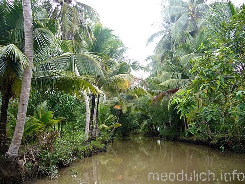 Vàm Xáng, un paradis pour les gourmands - ảnh 2