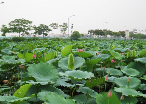 Le lac de l’Ouest - ảnh 3