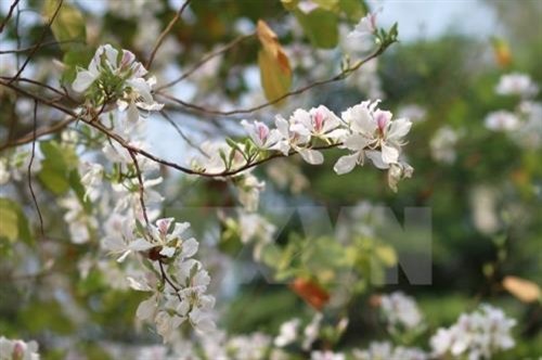 Diên Biên : les fleurs de bauhinie en fête - ảnh 1