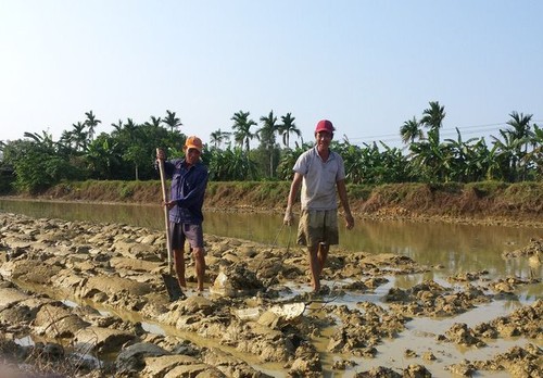 Công Luong : les travaux champêtres, une affaire d’hommes !... - ảnh 1