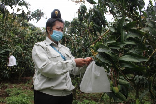 Sơn La: les fruits de la réussite - ảnh 1