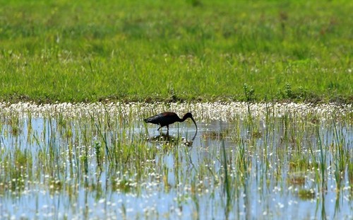 La  «déclaration de Wuhan» sur la protection des zones humides naturelles  - ảnh 1