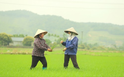 Des paysans heureux à Bình Khê  - ảnh 1