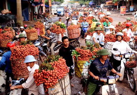 Mùa vải chín - ảnh 2