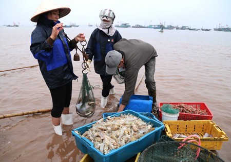 Buổi sáng ở chợ cá Giao Hải, Nam Định - ảnh 2