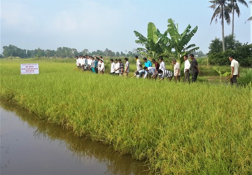 Cà Mau phát triển nhãn hiệu lúa sạch - ảnh 2