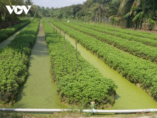 Nghị quyết “Thuận thiên” – Hướng đến một Đồng bằng sông Cửu Long trù phú, bền vững. - ảnh 2