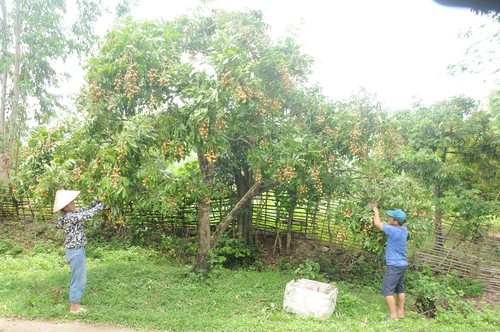 Nông dân Việt Nam đưa nông sản Việt ra thế giới - ảnh 1