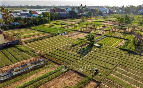 Làng rau Trà Quế -  "Làng du lịch tốt nhất thế giới" năm 2024 - ảnh 1