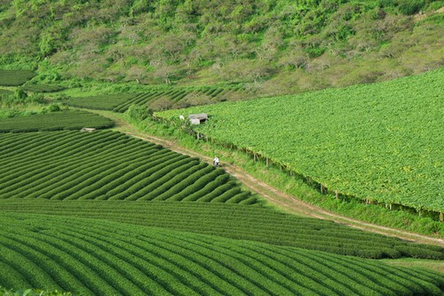 ไร่ชาบนภูดอยที่เมืองมกเจา จังหวัดเซินลา ทางภาคเหนือเวียดนาม - ảnh 7