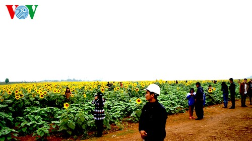 ทุ่งทานตะวันแห่งแรกในจังหวัดเหงะอาน ทางภาคกลางเวียดนาม - ảnh 5