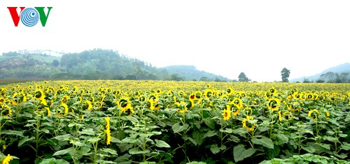 ทุ่งทานตะวันแห่งแรกในจังหวัดเหงะอาน ทางภาคกลางเวียดนาม - ảnh 1