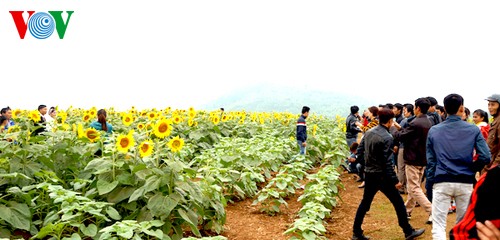 ทุ่งทานตะวันแห่งแรกในจังหวัดเหงะอาน ทางภาคกลางเวียดนาม - ảnh 7