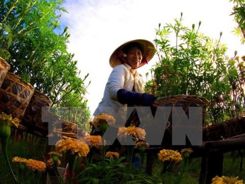 พัฒนาการเกษตรเพื่อรับมือการเปลี่ยนแปลงของสภาพภูมิอากาศอย่างมีประสิทธิภาพ - ảnh 1