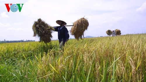 การผลิตข้าวตามมาตรฐานสากลเพื่อยกระดับขีดความสามารถในการแข่งขัน - ảnh 1