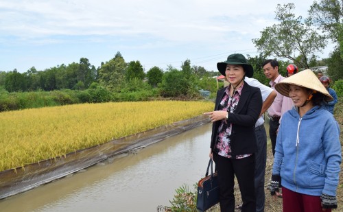 รูปแบบการเลี้ยงกุ้งในนาข้าวสร้างประสิทธิภาพทางเศรษฐกิจสูงและสามารถรับมือการเปลี่ยนแปลงของสภาพภูมิอากาศ - ảnh 1