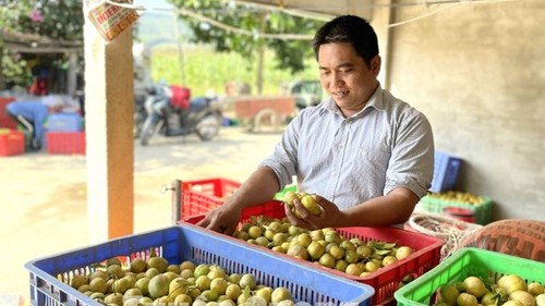 เกษตรกรในจังหวัดเตวียนกวางสร้างฐานะที่ร่ำรวยจากการปลูกมะนาวตื้อหมั่ว - ảnh 1