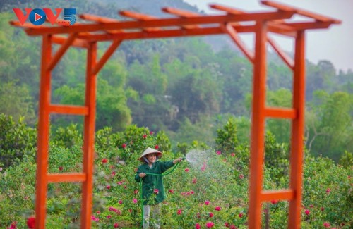 สตรีในเขตเขาจังหวัดบั๊กก่าน สู้ชีวิตเพื่อการประกอบธุรกิจสตาร์ทอัพ - ảnh 2