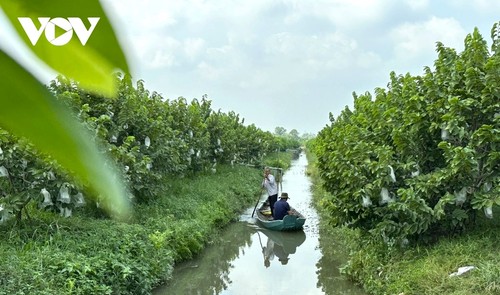 เกษตรกรเขตที่ราบลุ่มแม่น้ำโขงสร้างรายได้หลายพันล้านด่องจากการปลูกน้อยหน่า - ảnh 1