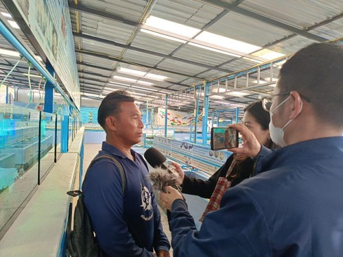 เกาะสีชัง ขยายพันธุ์ปูม้า พัฒนาการประกอบอาชีพประมง - ảnh 5