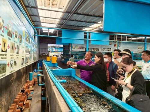 เกาะสีชัง ขยายพันธุ์ปูม้า พัฒนาการประกอบอาชีพประมง - ảnh 6