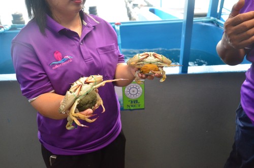 เกาะสีชัง ขยายพันธุ์ปูม้า พัฒนาการประกอบอาชีพประมง - ảnh 4