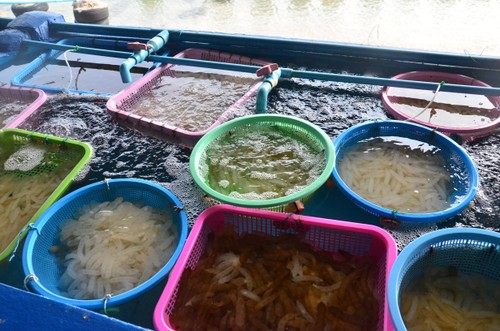 ศูนย์เรียนรู้ธนาคารสัตว์ทะเลเกาะสีชัง เชื่อมโยงชุมชนให้มีส่วนร่วมฟื้นฟูทรัพยากรทางทะเล - ảnh 5