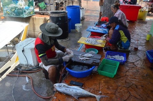 ชาวประมงเกาะสีชังเปลี่ยนแปลงวิธีการเข้าถึงเพื่อรักษาการทำประมงพื้นบ้าน - ảnh 10