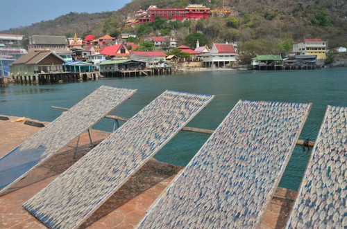 ชาวประมงเกาะสีชังเปลี่ยนแปลงวิธีการเข้าถึงเพื่อรักษาการทำประมงพื้นบ้าน - ảnh 9