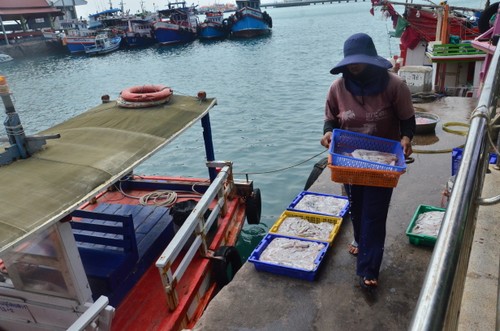 ชาวประมงเกาะสีชังเปลี่ยนแปลงวิธีการเข้าถึงเพื่อรักษาการทำประมงพื้นบ้าน - ảnh 7