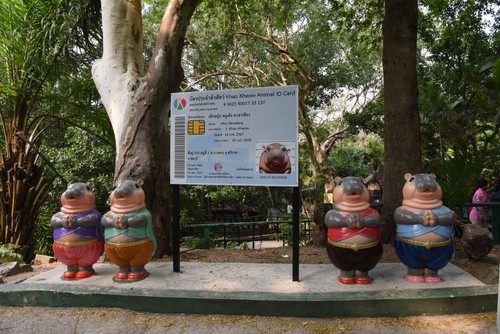 หมูเด้ง ซูเปอร์สตาร์และบทบาทต่อการท่องเที่ยวและการอนุรักษ์ฮิปโปแคระ - ảnh 7