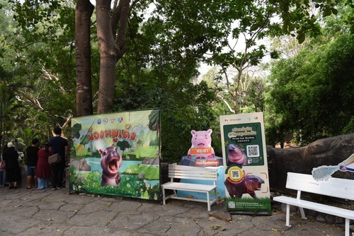 หมูเด้ง ซูเปอร์สตาร์และบทบาทต่อการท่องเที่ยวและการอนุรักษ์ฮิปโปแคระ - ảnh 11