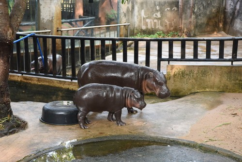 หมูเด้ง ซูเปอร์สตาร์และบทบาทต่อการท่องเที่ยวและการอนุรักษ์ฮิปโปแคระ - ảnh 1