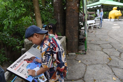 หมูเด้ง ซูเปอร์สตาร์และบทบาทต่อการท่องเที่ยวและการอนุรักษ์ฮิปโปแคระ - ảnh 10