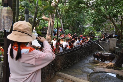 หมูเด้ง ซูเปอร์สตาร์และบทบาทต่อการท่องเที่ยวและการอนุรักษ์ฮิปโปแคระ - ảnh 2