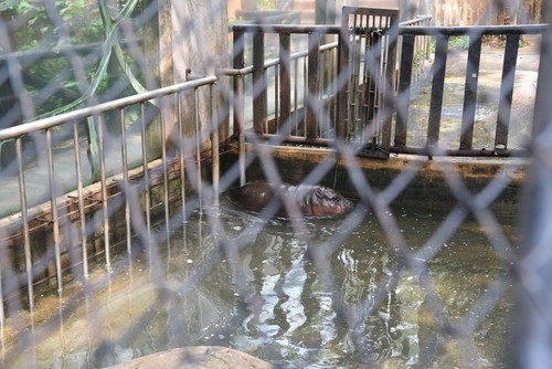 หมูเด้ง ซูเปอร์สตาร์และบทบาทต่อการท่องเที่ยวและการอนุรักษ์ฮิปโปแคระ - ảnh 8