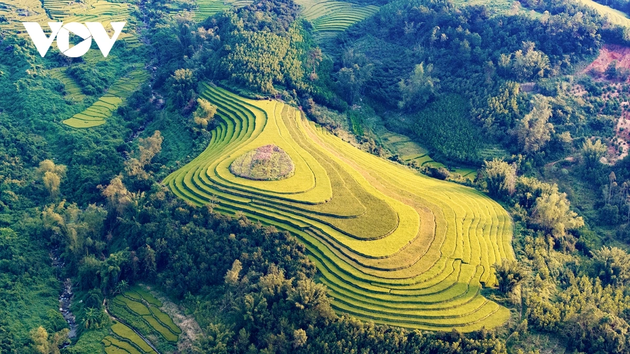 Lên biên giới Bình Liêu ngắm lúa vàng, lau trắng