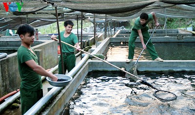 Combatientes del puesto fronterizo Pa Vay Su crían salmones y esturiones   - ảnh 2