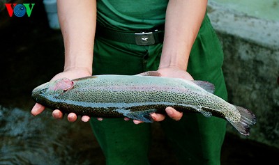 Combatientes del puesto fronterizo Pa Vay Su crían salmones y esturiones   - ảnh 7