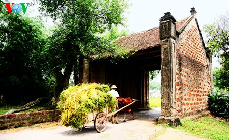 Buenas cosechas en la aldea de Duong Lam - ảnh 10