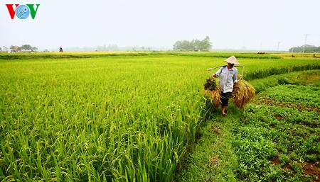 Buenas cosechas en la aldea de Duong Lam - ảnh 5