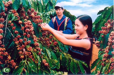 Tay Nguyen en búsqueda de modelo de desarrollo campestre - ảnh 2