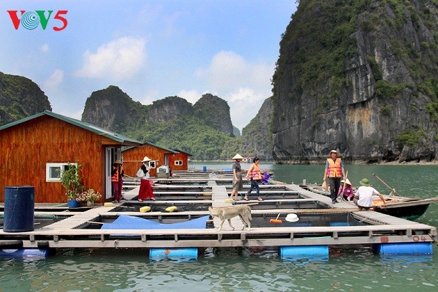 Nuevos medios de subsistencia para pescadores de la Bahía de Ha Long - ảnh 1