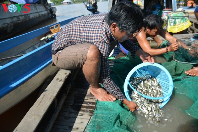 El Delta del río Mekong en la temporada de crecidas - ảnh 1