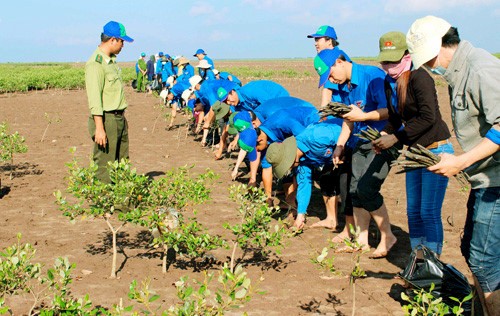 Un modelo de gestión de manglares litorales ayuda a recuperar el escudo frente al desastre natural - ảnh 2